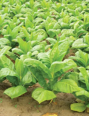 Tobacco leaves