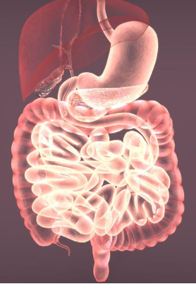 Digestive System