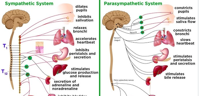 sympathetic nervous system